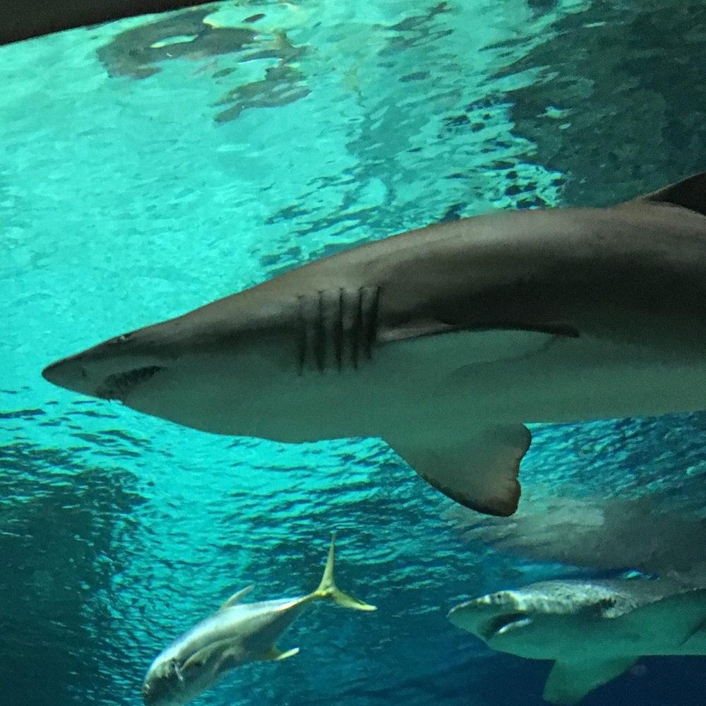 Meet your Posher, Mitch